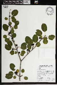 Rhamnus cathartica image