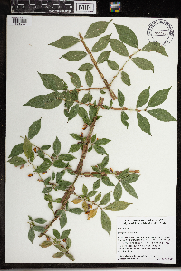 Euonymus alatus image