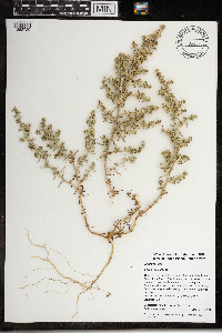 Thumbnail image of current specimen