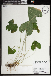 Viola sororia image