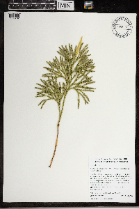 Dendrolycopodium hickeyi image