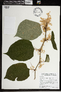 Fallopia x bohemica image