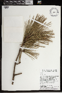 Pinus rigida image