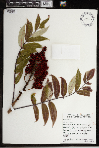 Rhus glabra image