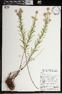 Ionactis linariifolia image