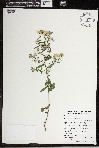 Symphyotrichum novi-belgii image