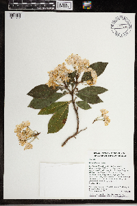 Kalmia latifolia image