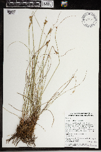 Juncus greenei image