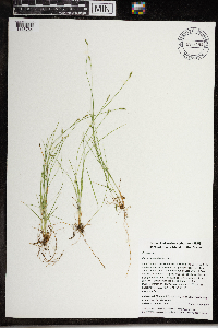 Carex leptalea image