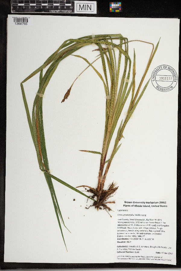 Carex polymorpha image