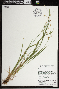 Luzula multiflora image