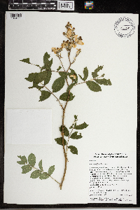 Rosa multiflora image