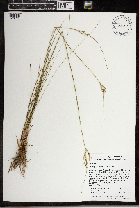 Juncus greenei image