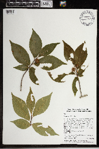 Fagus grandifolia image