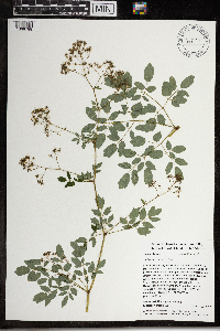 Thalictrum pubescens image