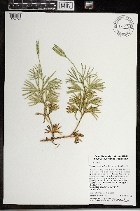 Diphasiastrum digitatum image