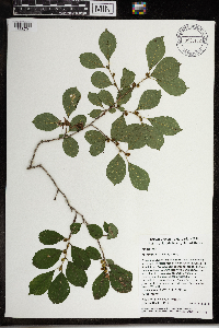 Ilex verticillata image