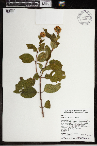 Cephalanthus occidentalis image