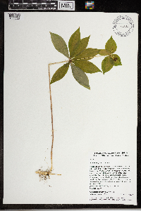 Medeola virginiana image