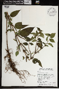 Image Associated With the Occurrence