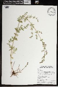 Galium album image