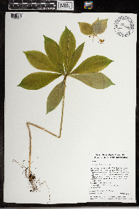 Medeola virginiana image