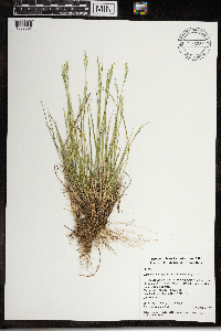 Dichanthelium depauperatum image