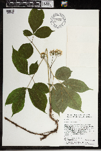 Aralia nudicaulis image