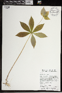 Medeola virginiana image