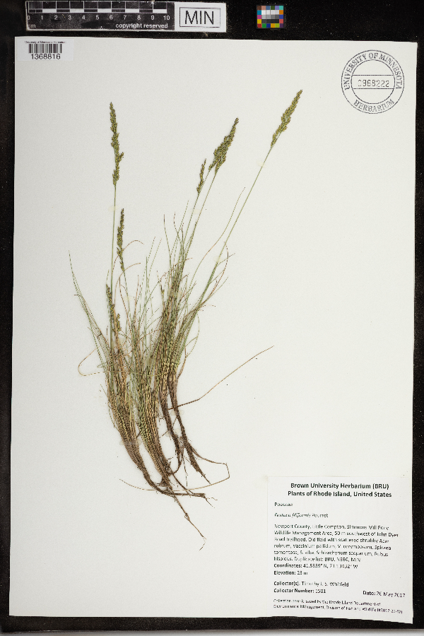 Festuca filiformis image