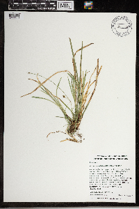 Carex pedunculata image
