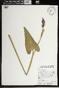 Pontederia cordata image