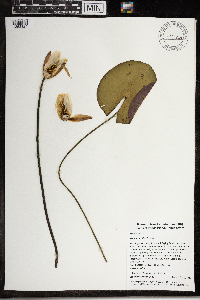 Nymphaea odorata image