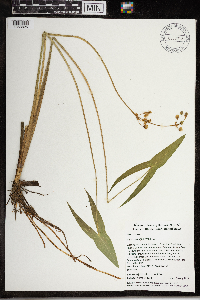 Sagittaria latifolia image