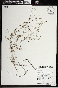 Galium tinctorium image