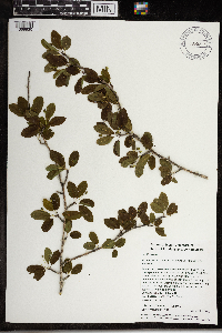 Media resource of Ilex mucronata