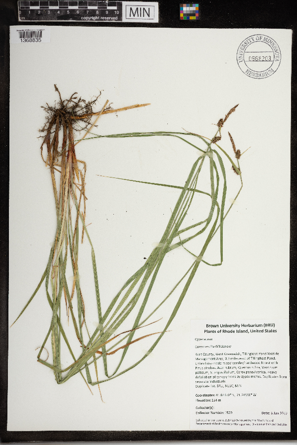 Carex vestita image