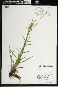 Luzula multiflora image
