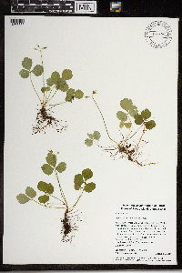Coptis trifolia image