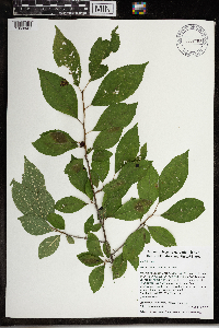 Ilex verticillata image