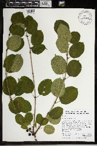 Rhamnus cathartica image