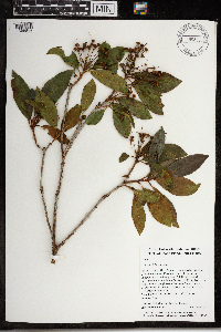 Kalmia latifolia image