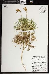 Diphasiastrum digitatum image