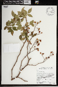 Rosa multiflora image