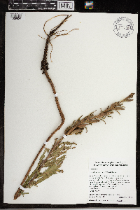 Oenothera oakesiana image