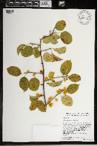 Celastrus orbiculatus image