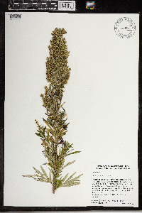 Artemisia vulgaris image