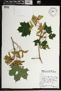 Acer platanoides image