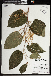 Fallopia japonica image