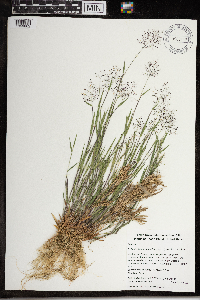 Dichanthelium acuminatum image